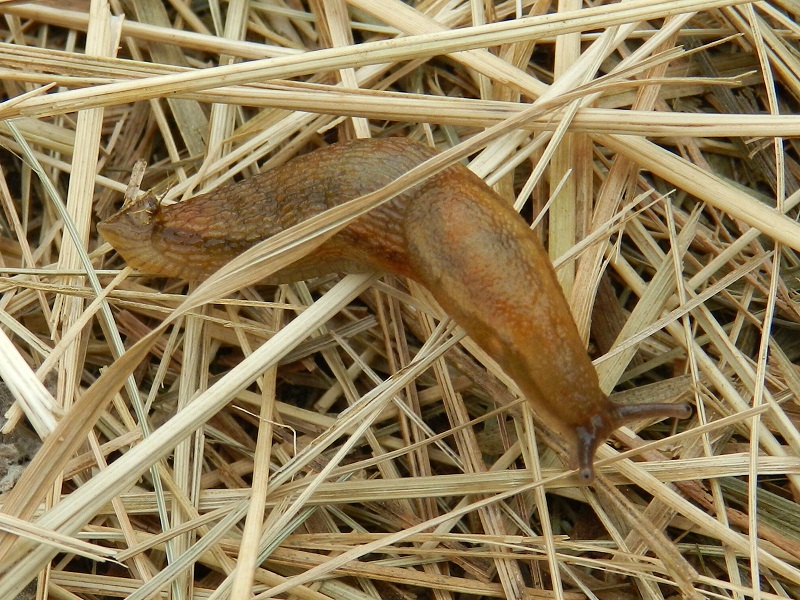 Limax alpinus & Arion dal Val Veddasca (VA)